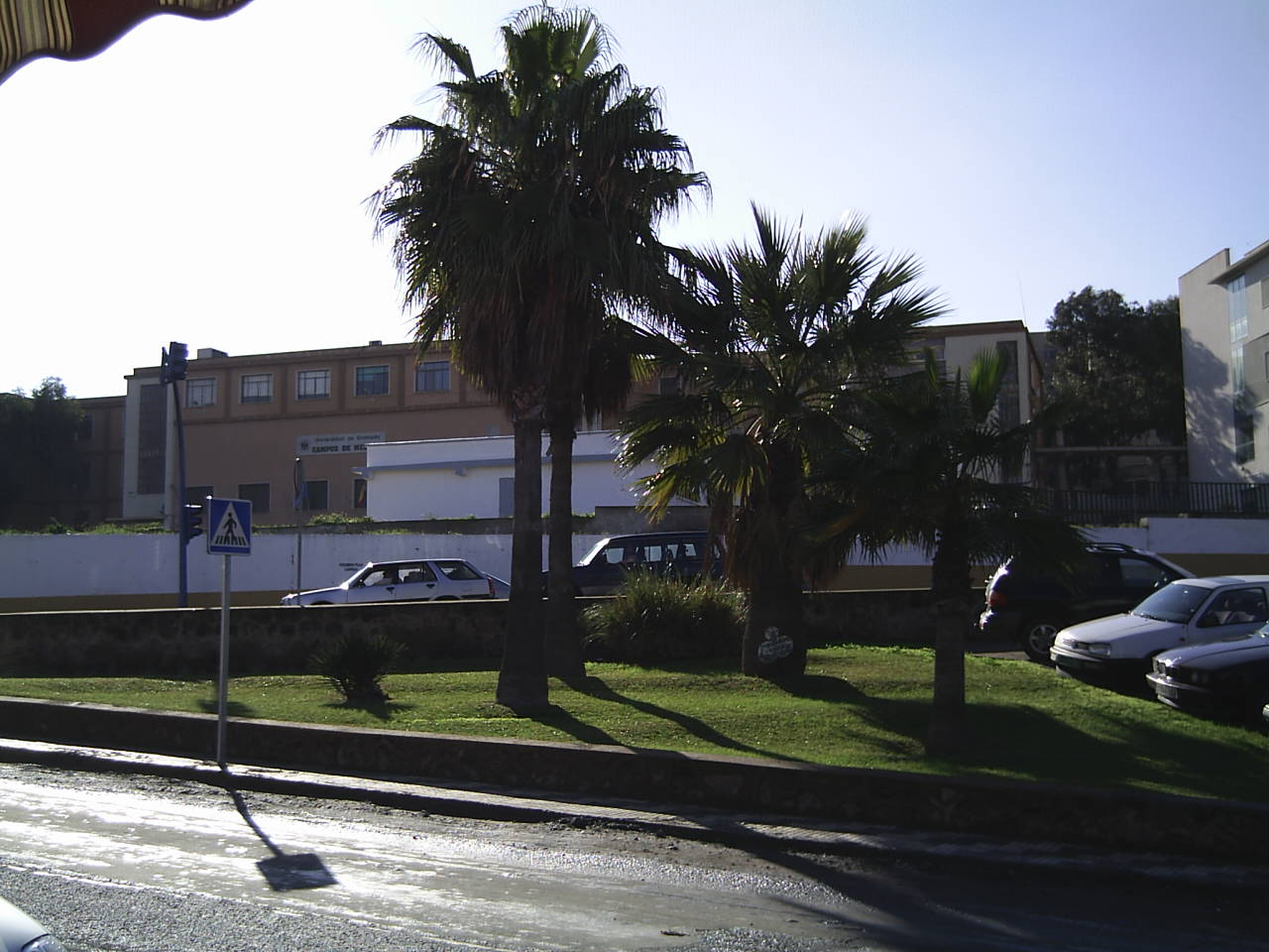 Unas palmeras, y detrás la Facultad de Ciencias de la Educación y del Deporte de la Universidad de Granada 